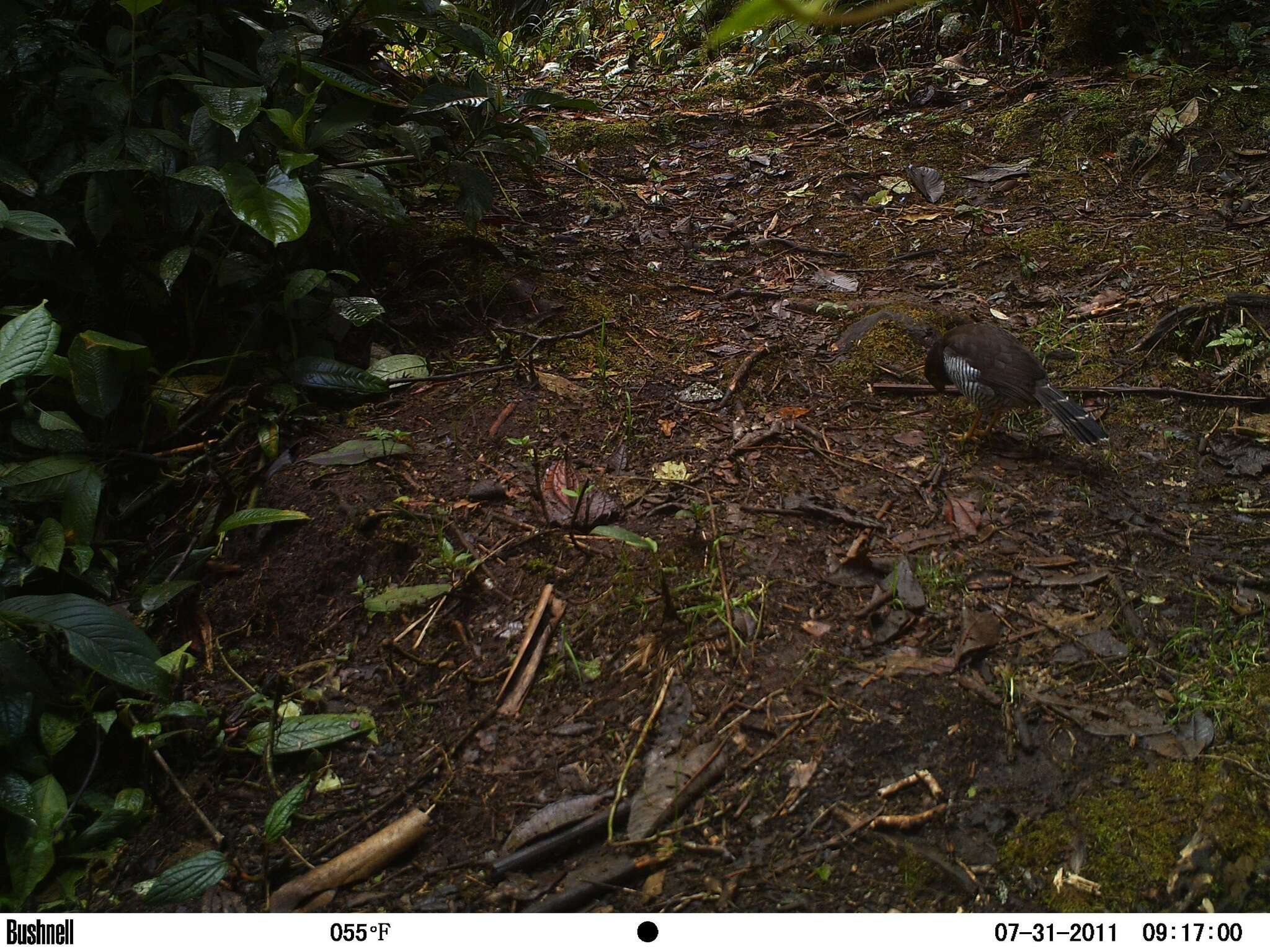 Image of Barred Forest Falcon