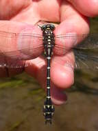 Image of Zebra Clubtail