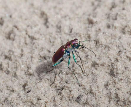 Image of Cicindela (Cicindela) formosa pigmentosignata W. Horn 1930