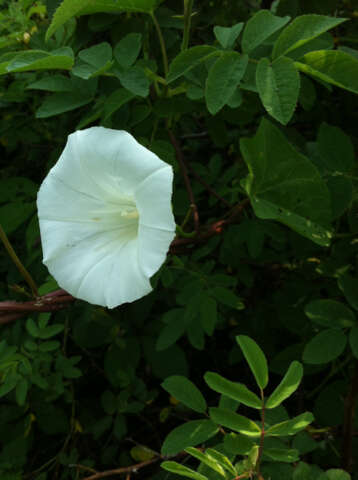 Imagem de Convolvulus arvensis L.