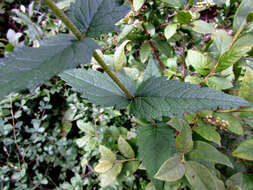 Image of rough boneset