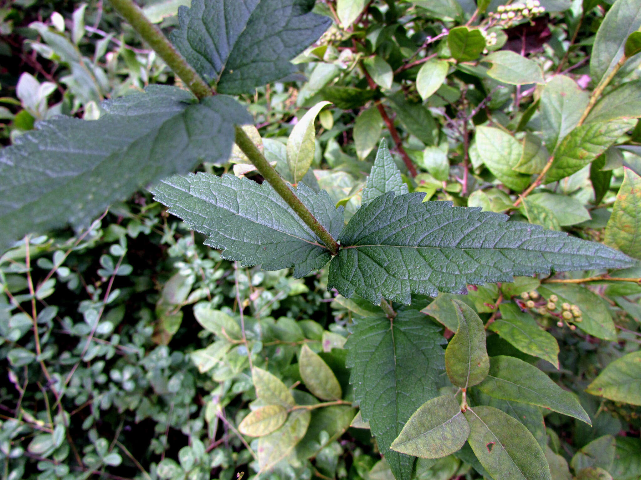 Image of rough boneset