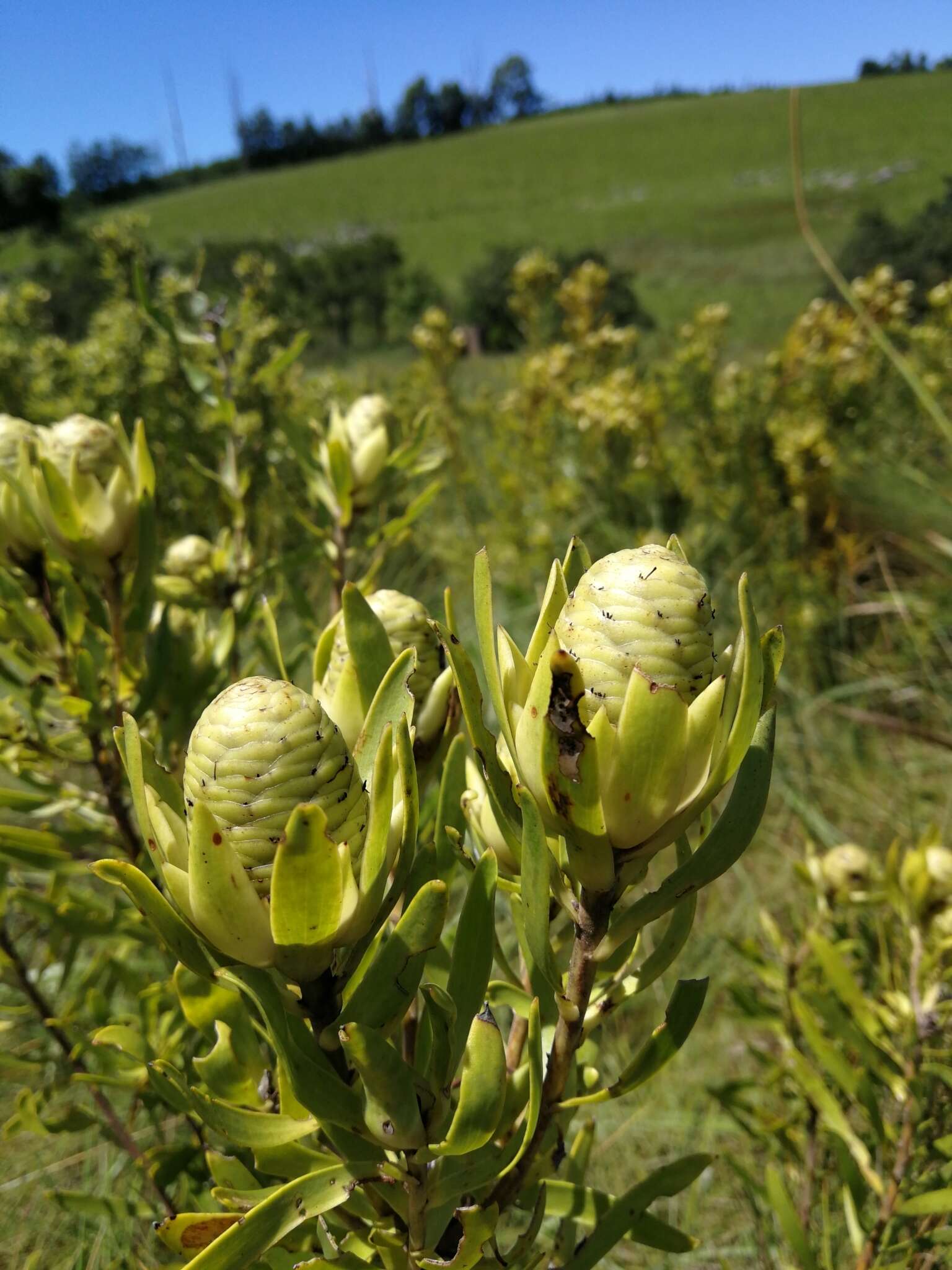 Image of Leucadendron spissifolium subsp. natalense (Thode & Gilg) I. Williams