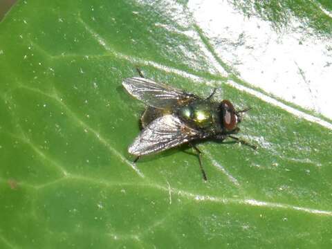 Image of Neomyia viridescens (Robineau-Desvoidy 1830)