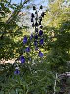 Image of Aconitum angustifolium Bernh. ex Rchb.