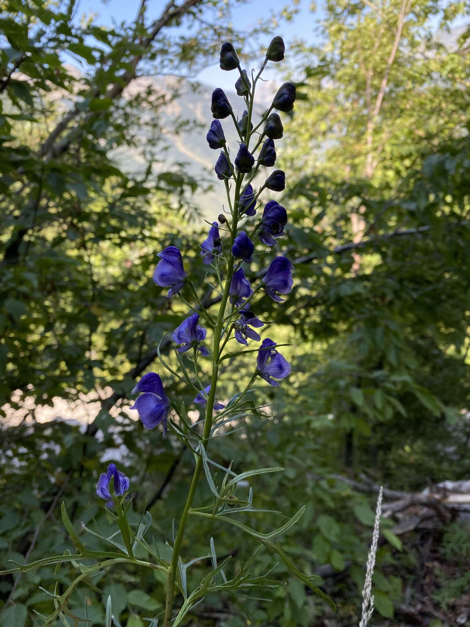 Image of Aconitum angustifolium Bernh. ex Rchb.