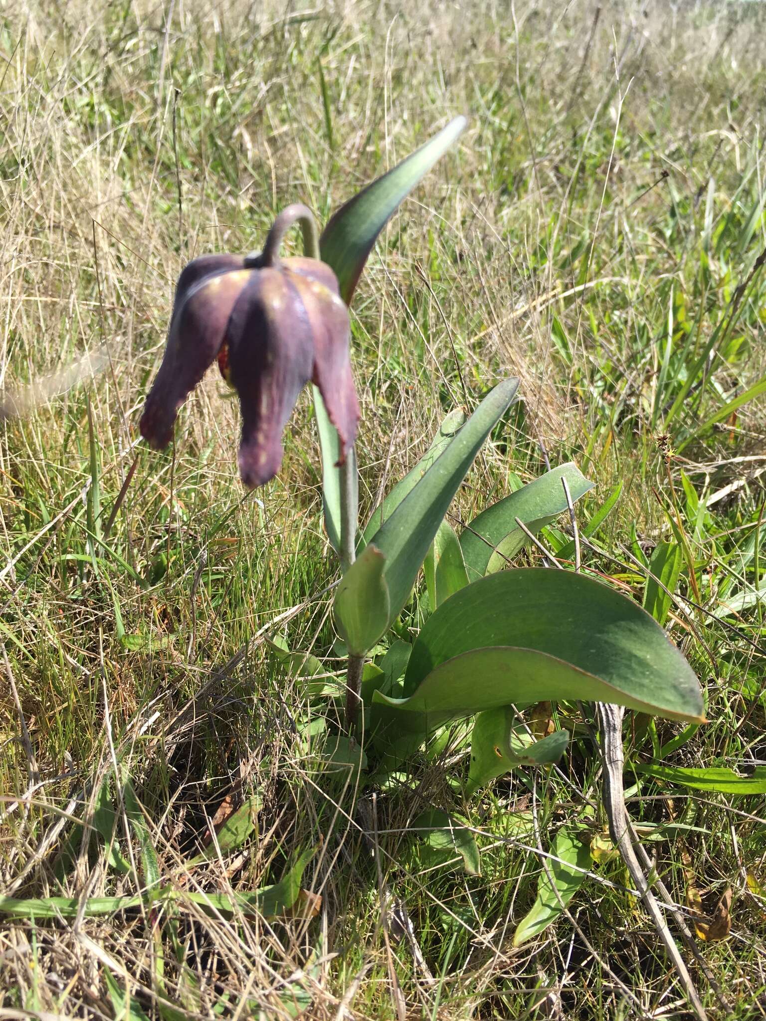 Image of checker lily