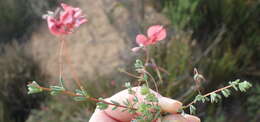 Image of Indigofera dillwynioides Harv.