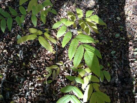 Image of Northern California walnut