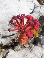 Image of Crassula coccinea L.