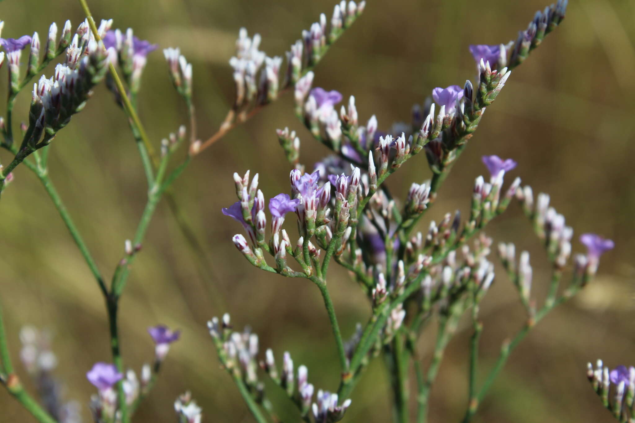 Image de Limonium sareptanum (A. Becker) Gams