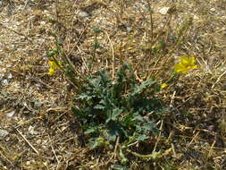 Image of Verbascum pinnatifidum Vahl