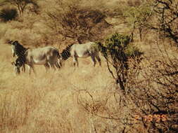 Image of Grevy's Zebra