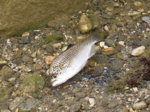 Image of Buffalo Bream