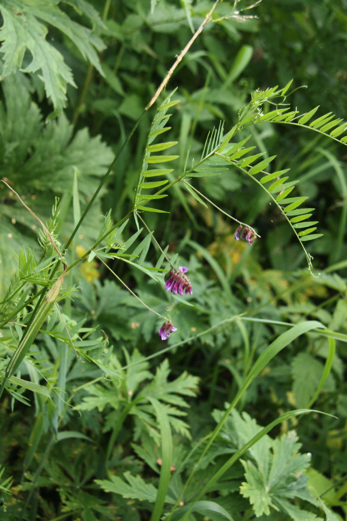 Imagem de Vicia megalotropis Ledeb.