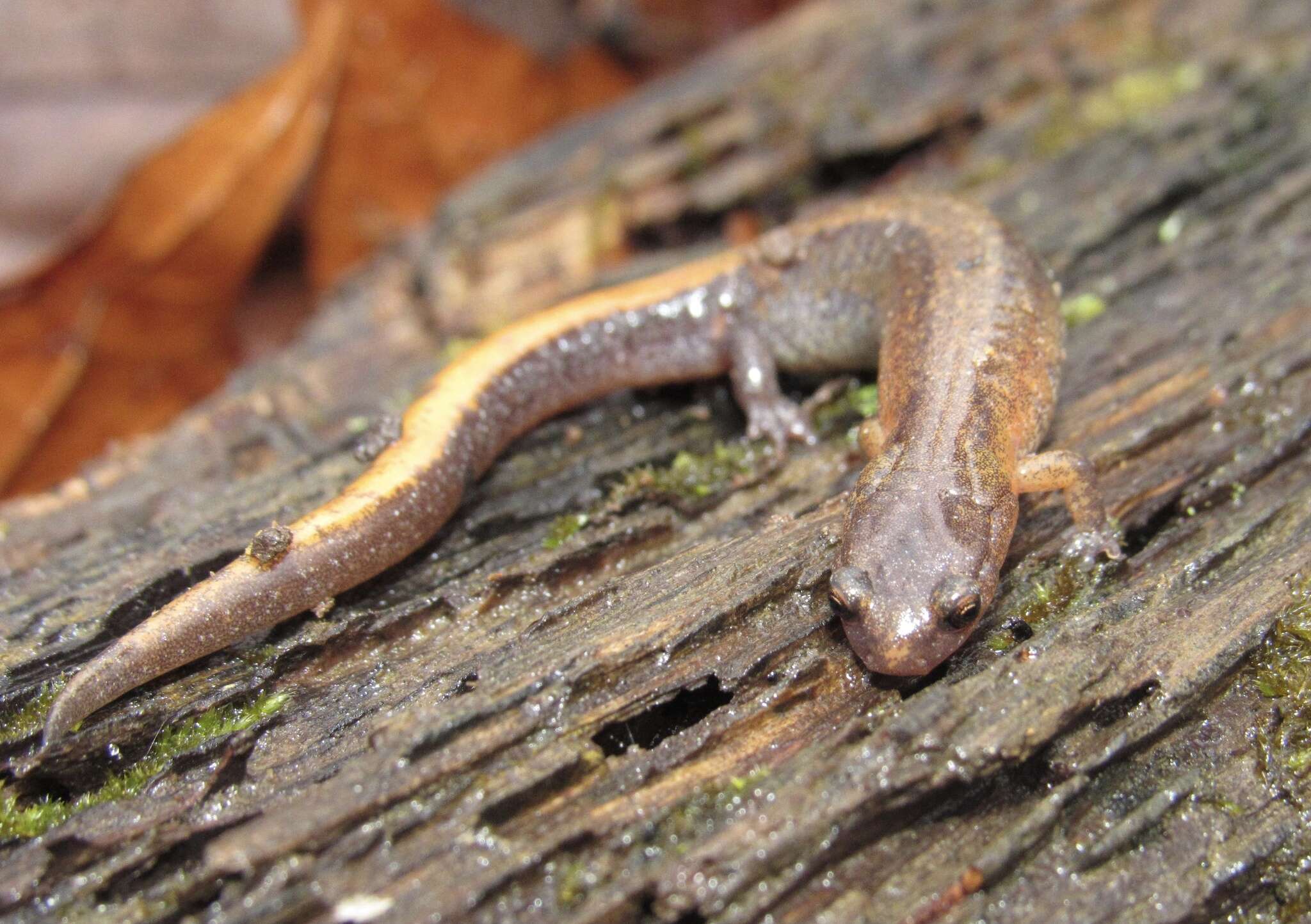 Image of Webster's Salamander