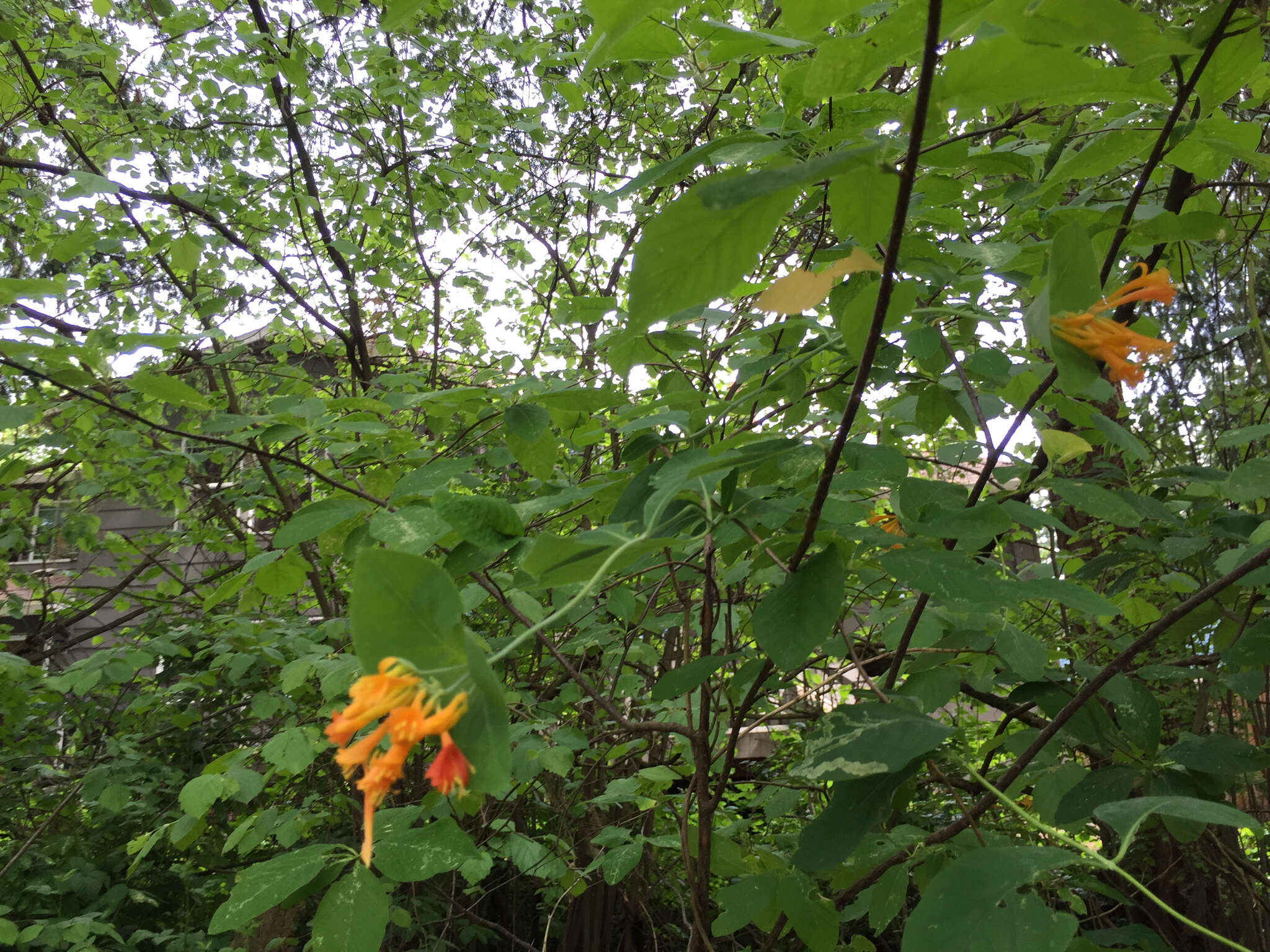 Image of Orange Honeysuckle