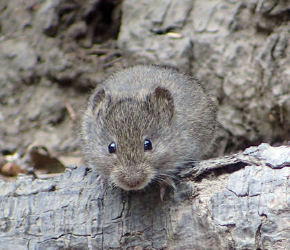 Image de Microtus californicus (Peale 1848)