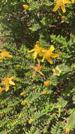 Image of Hypericum balearicum L.