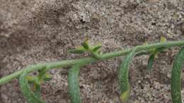 Image of chuckwalla combseed