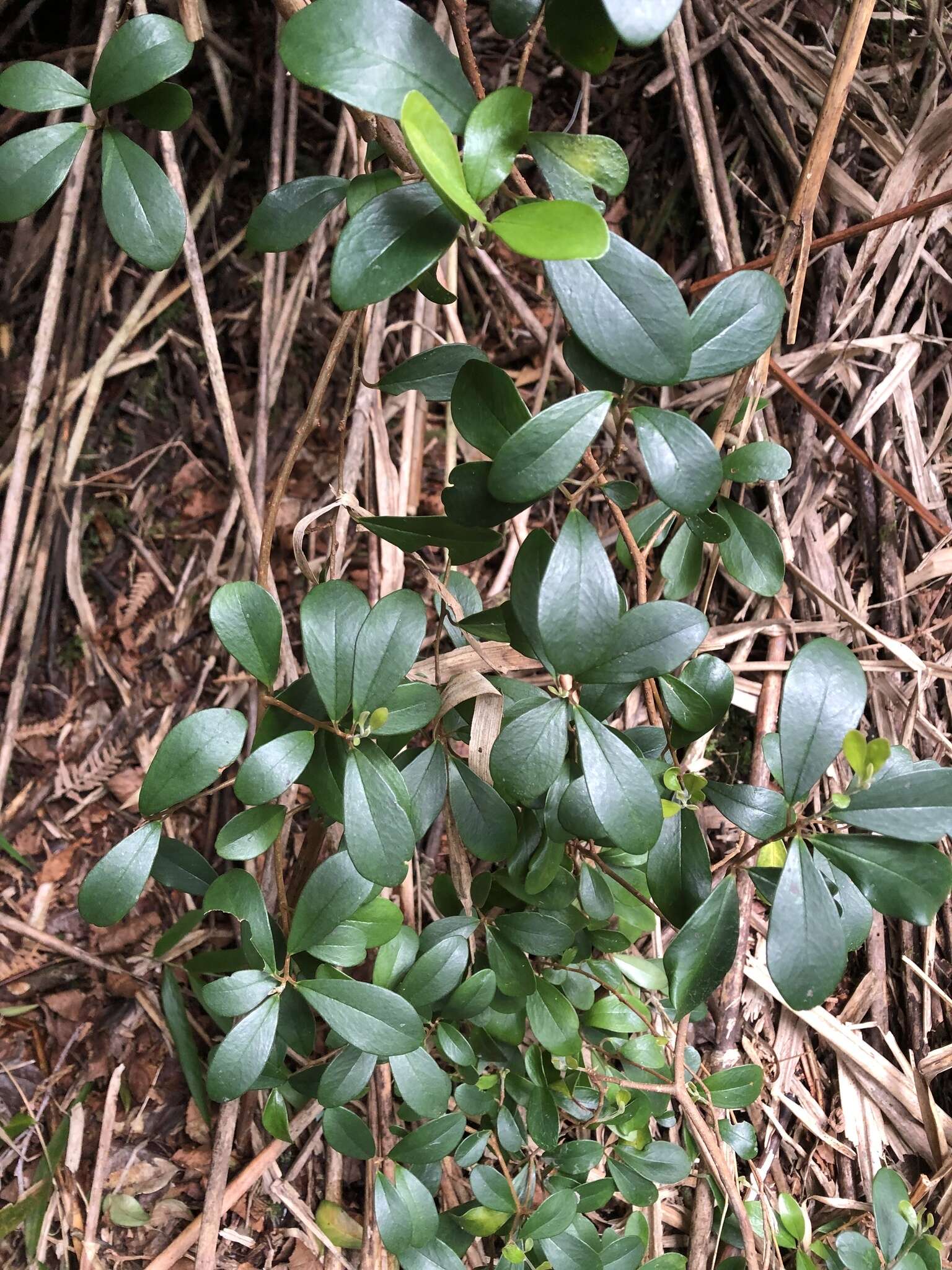 Image of Myrsine stolonifera (Koidz.) E. Walker