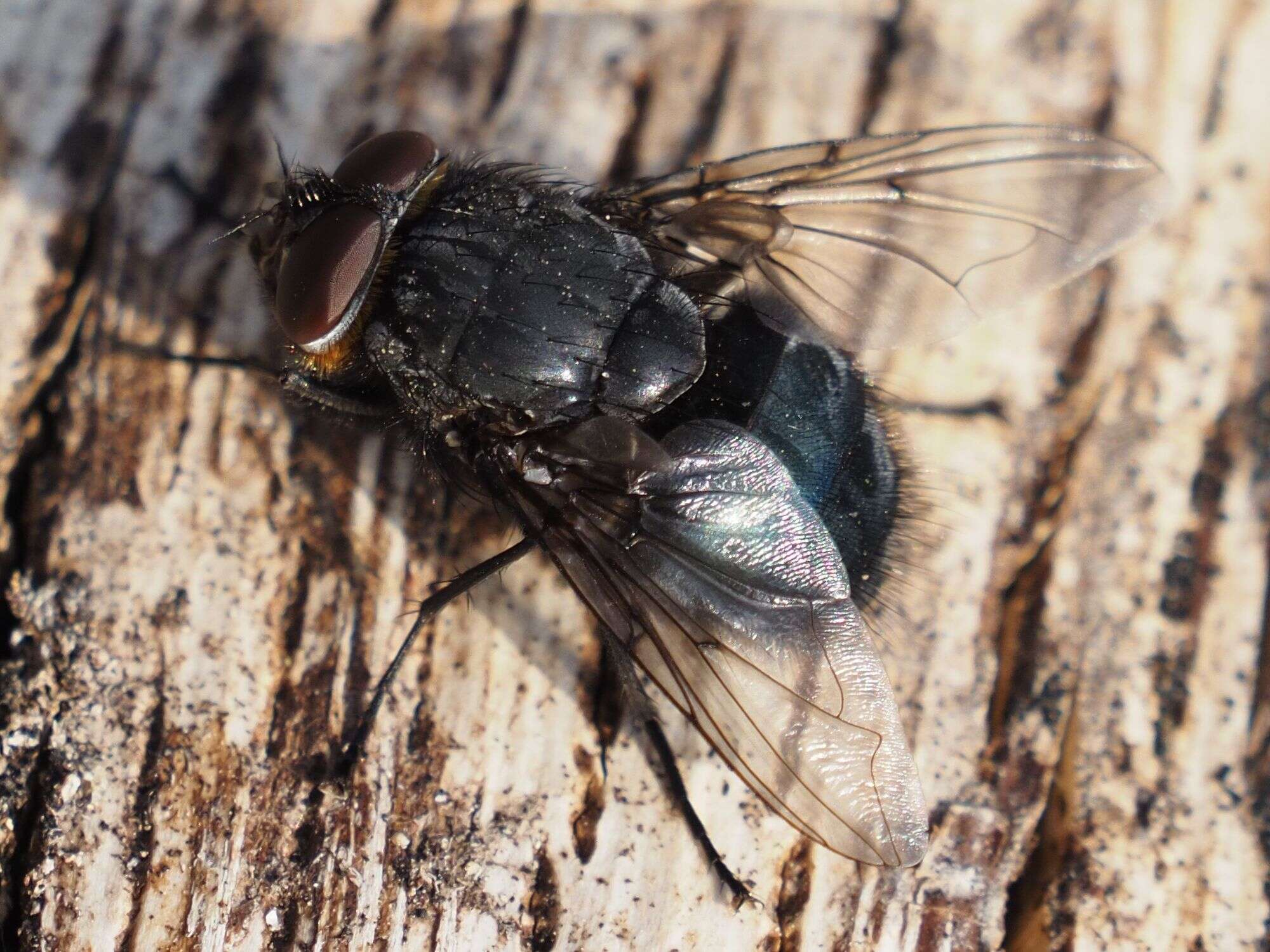 Image of Blue bottle fly