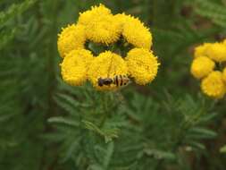 Image of Toxomerus occidentalis Curran 1922