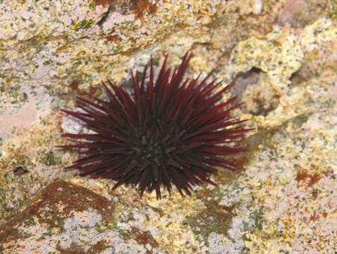 Image of Echinometra insularis H. L. Clark 1912