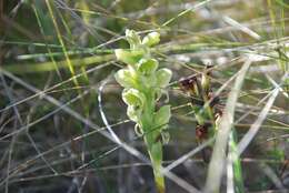 Image of Altensteinia virescens Lindl.