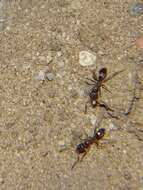 Image of Argentine Ant