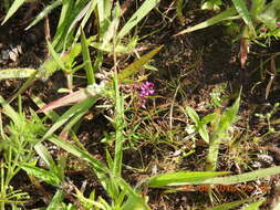 Image of tropical milkwort