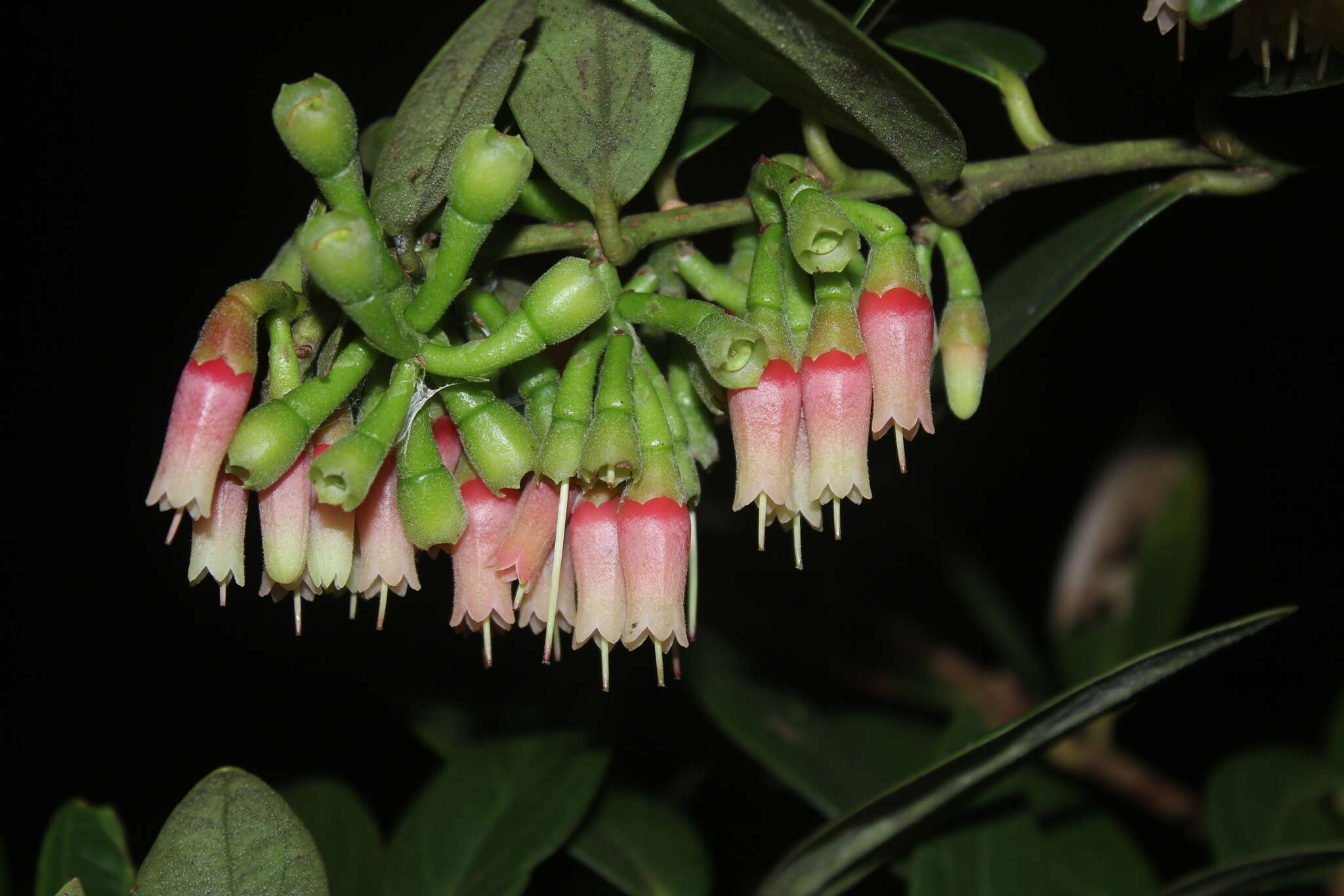 Sivun Macleania rupestris (Kunth) A. C. Sm. kuva