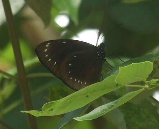 Image de Euploea leucostictos Gmelin 1788