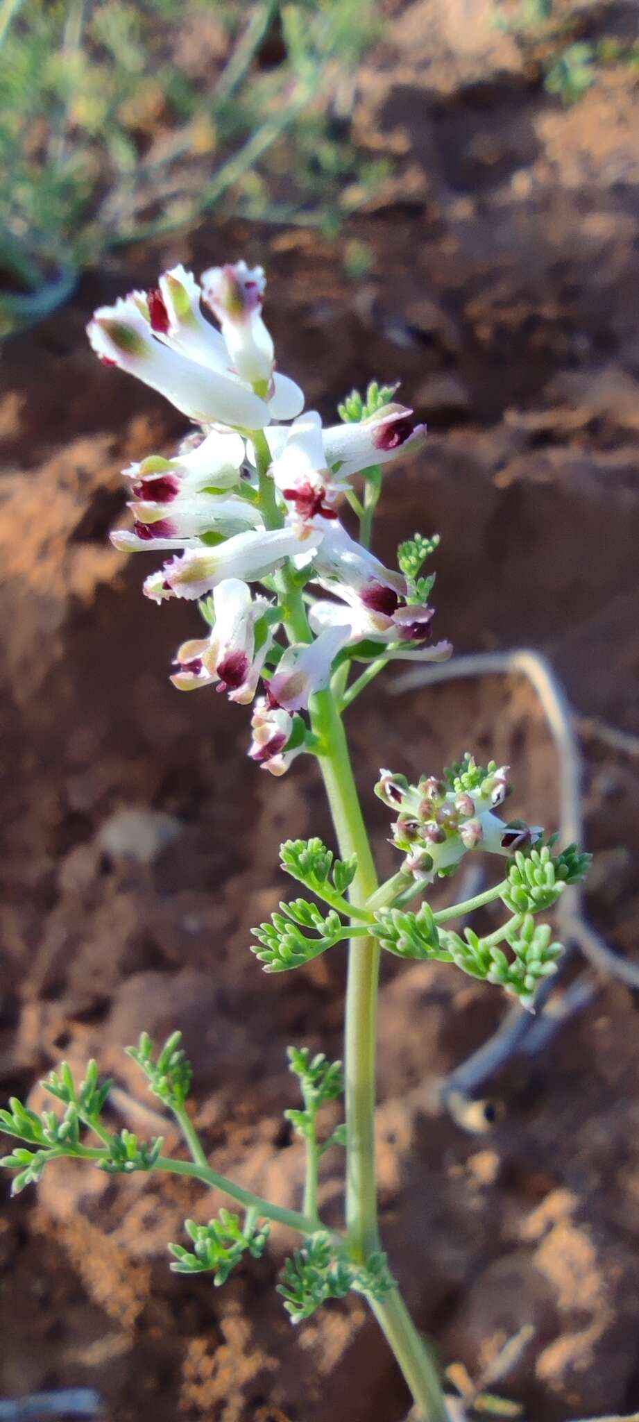 Image of fineleaf fumitory