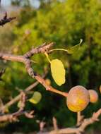 Plancia ëd Pyrus bourgaeana Decne