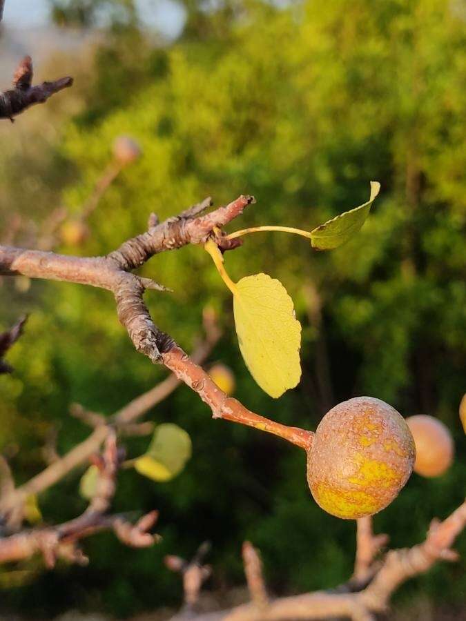 Plancia ëd Pyrus bourgaeana Decne