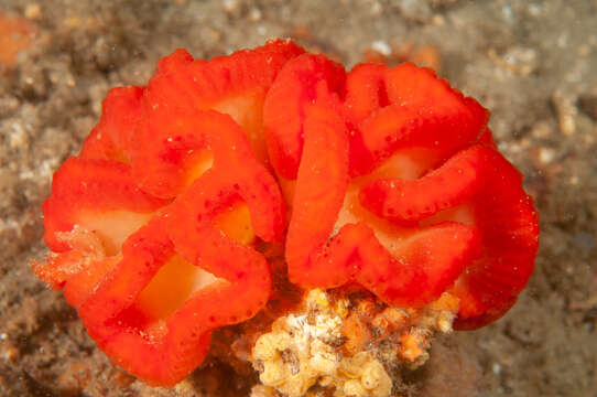 Image of Sycozoa cerebriformis (Quoy & Gaimard 1834)