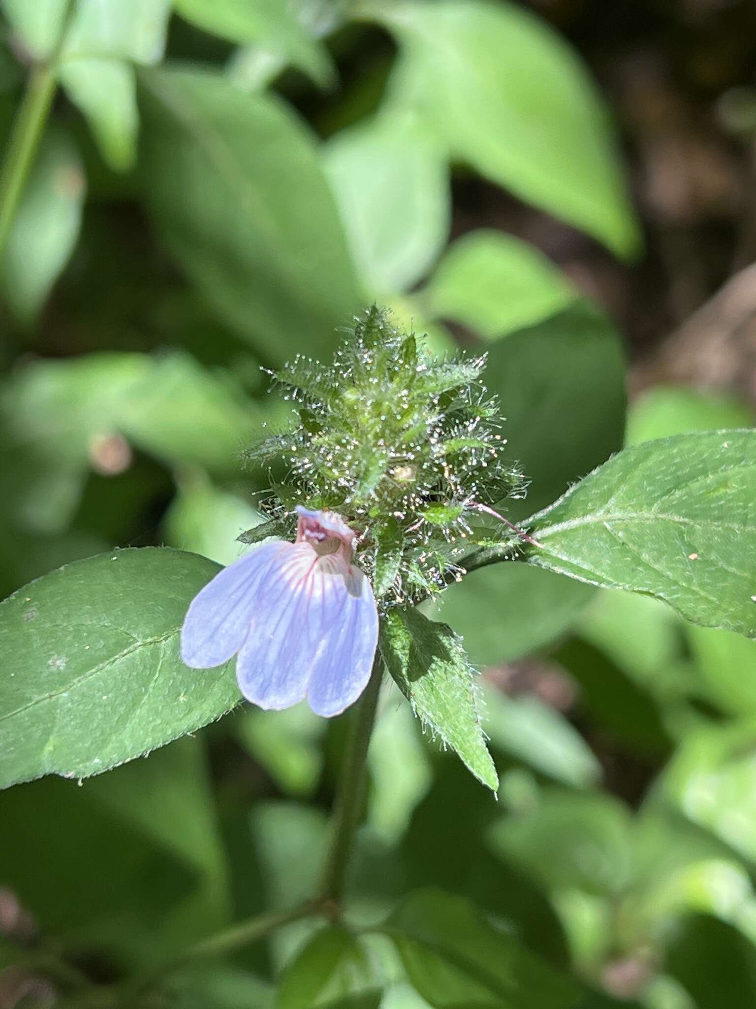 Image of Justicia petiolaris subsp. petiolaris