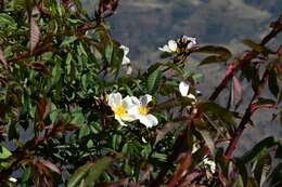 Image of Rosa abyssinica R. Br.