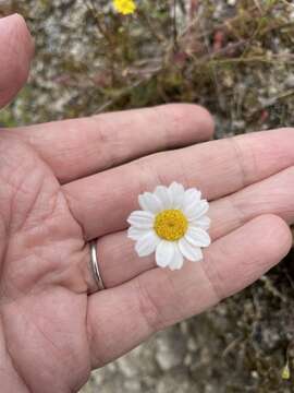 Image of Anthemis chia L.