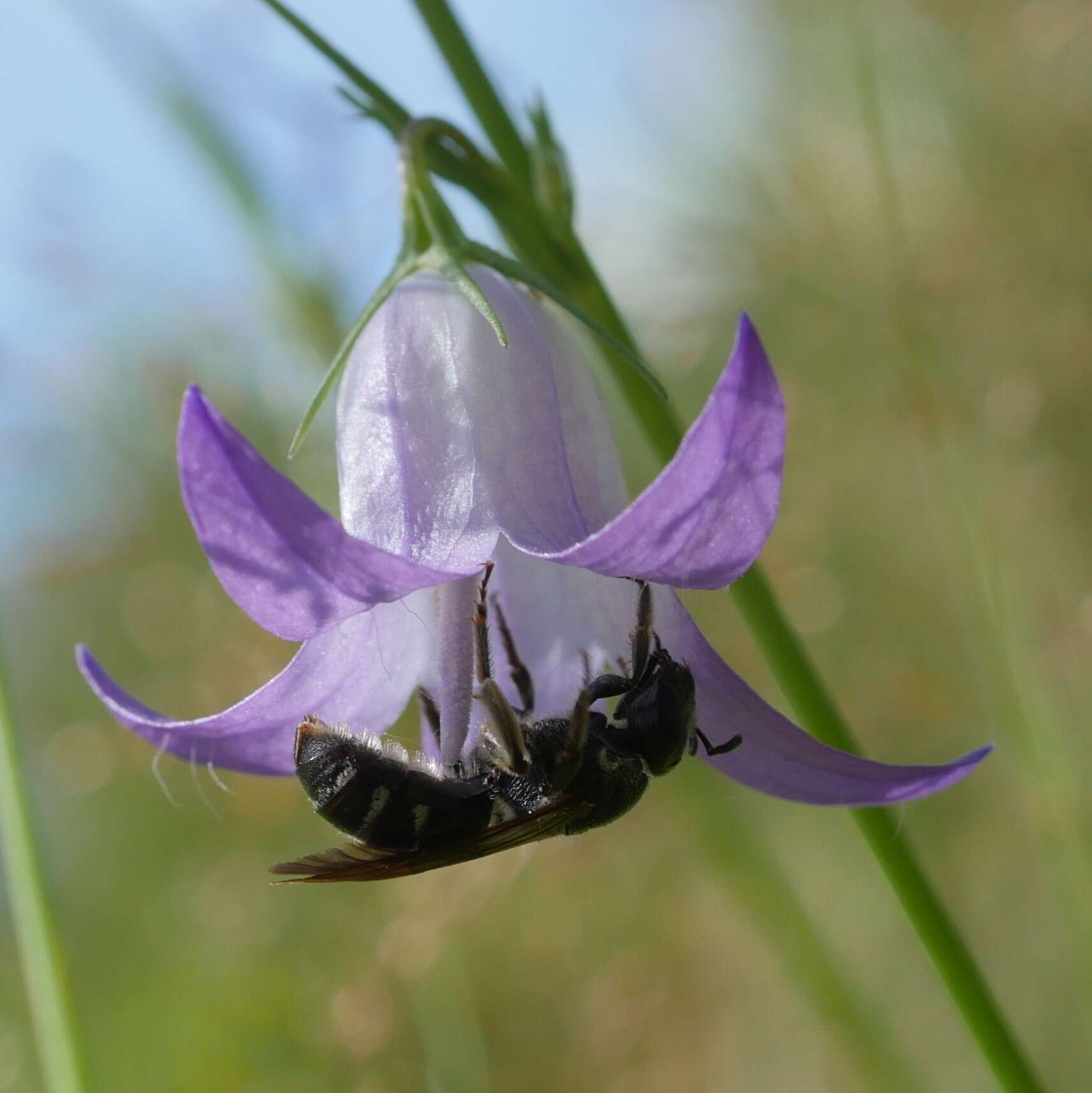 Lasioglossum costulatum (Kriechbaumer 1873)的圖片