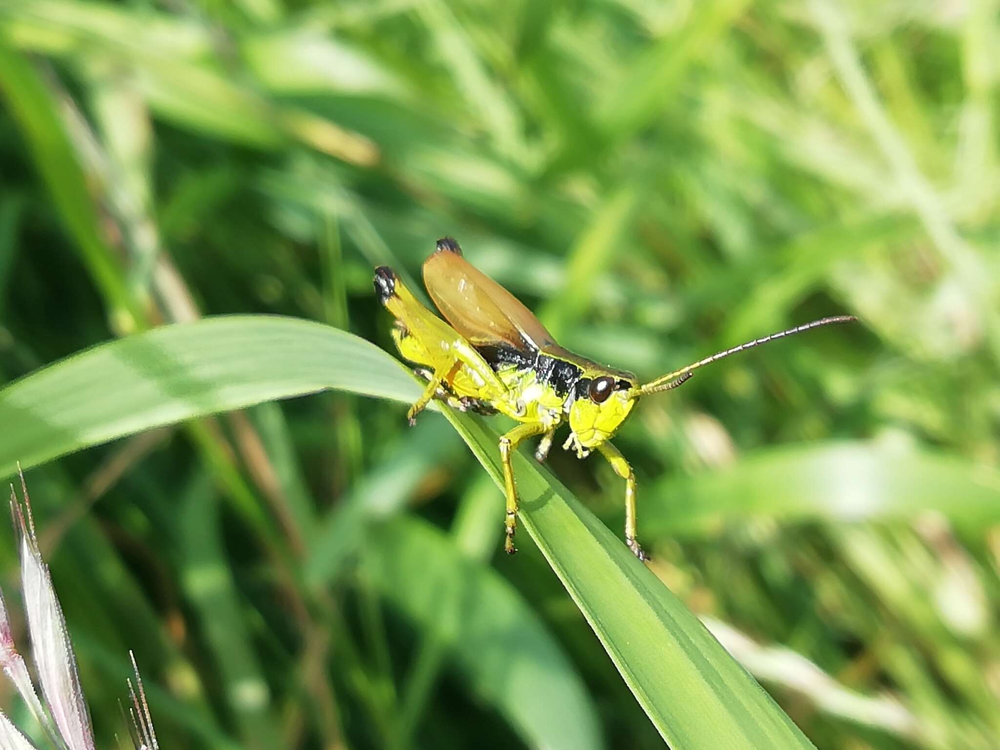 Podismopsis poppiusi (Miram 1907)的圖片