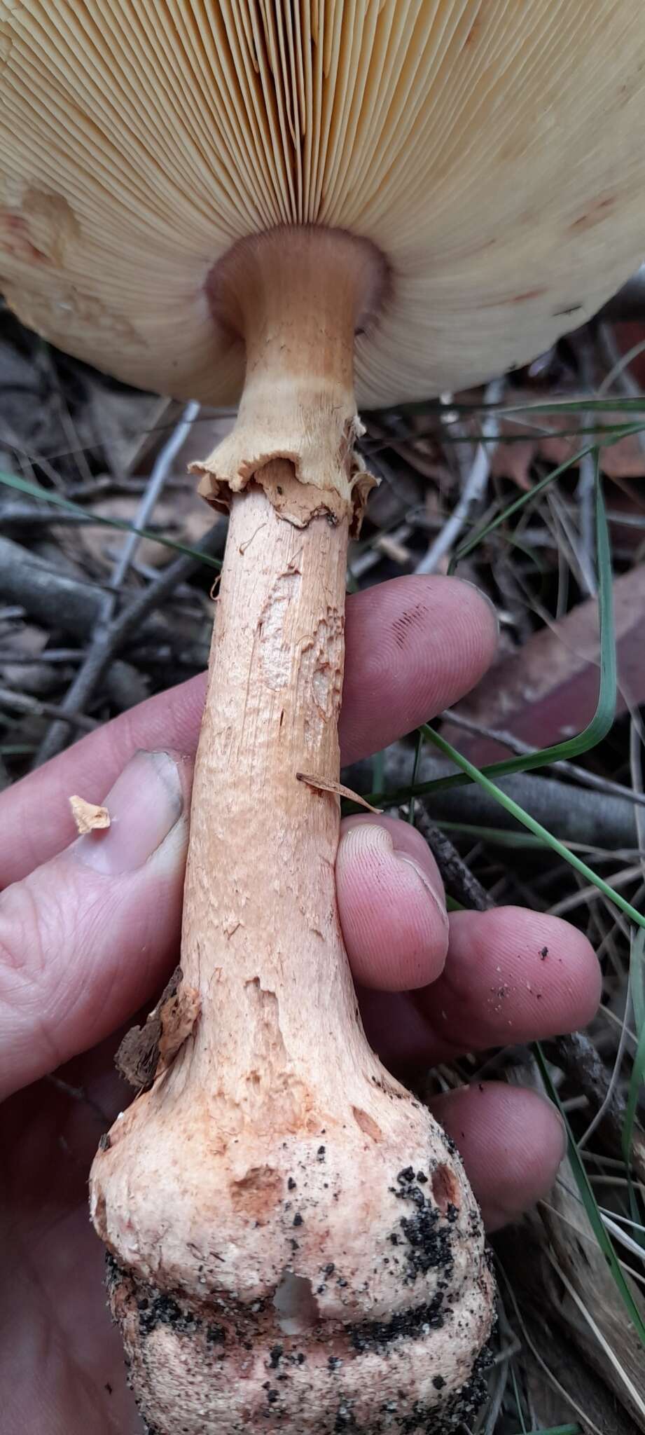 Image of Amanita ochrophylla (Cooke & Massee) Cleland 1924