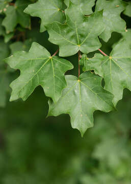 Image of canyon maple