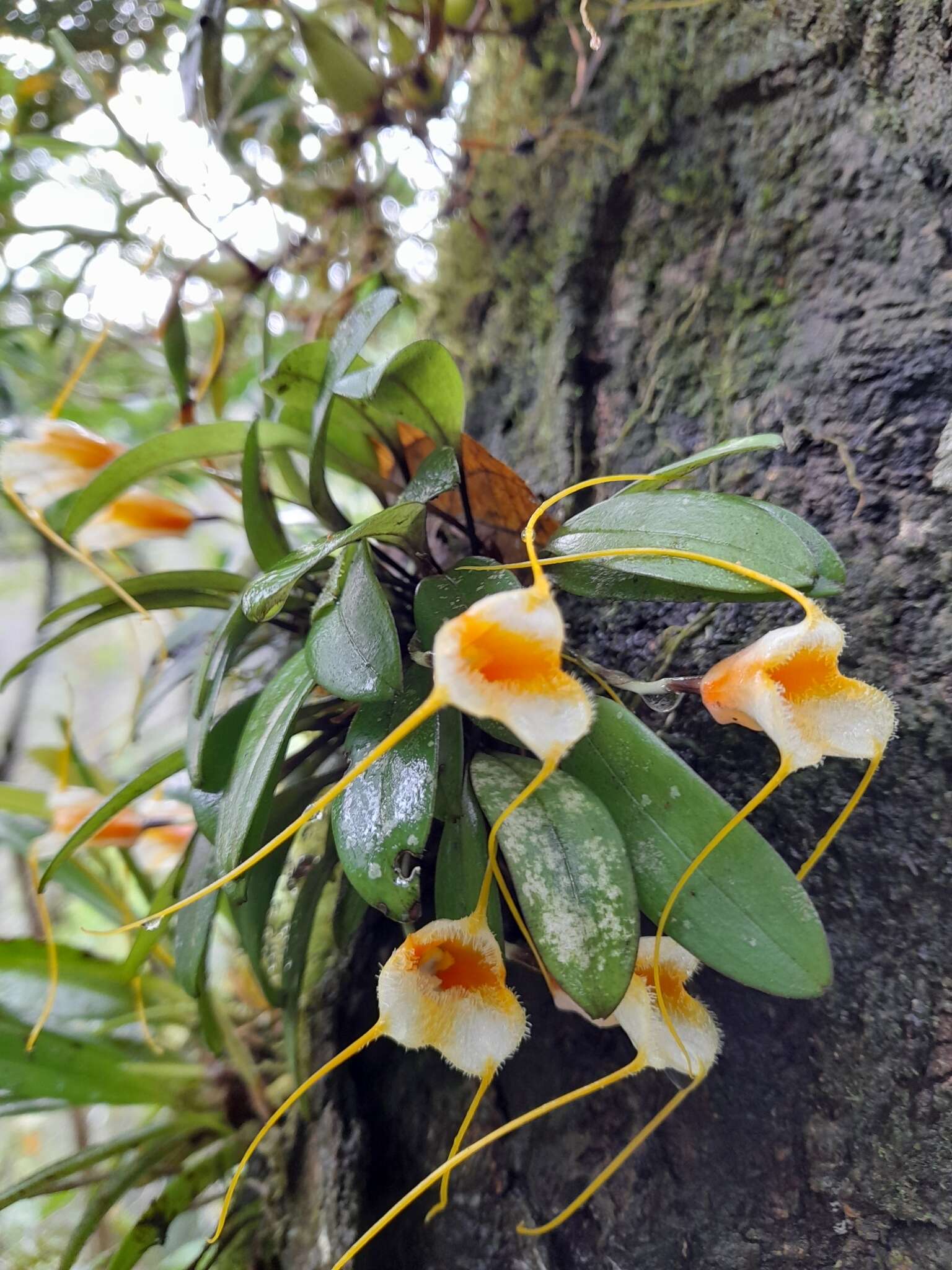 Image of Masdevallia strobelii H. R. Sweet & Garay