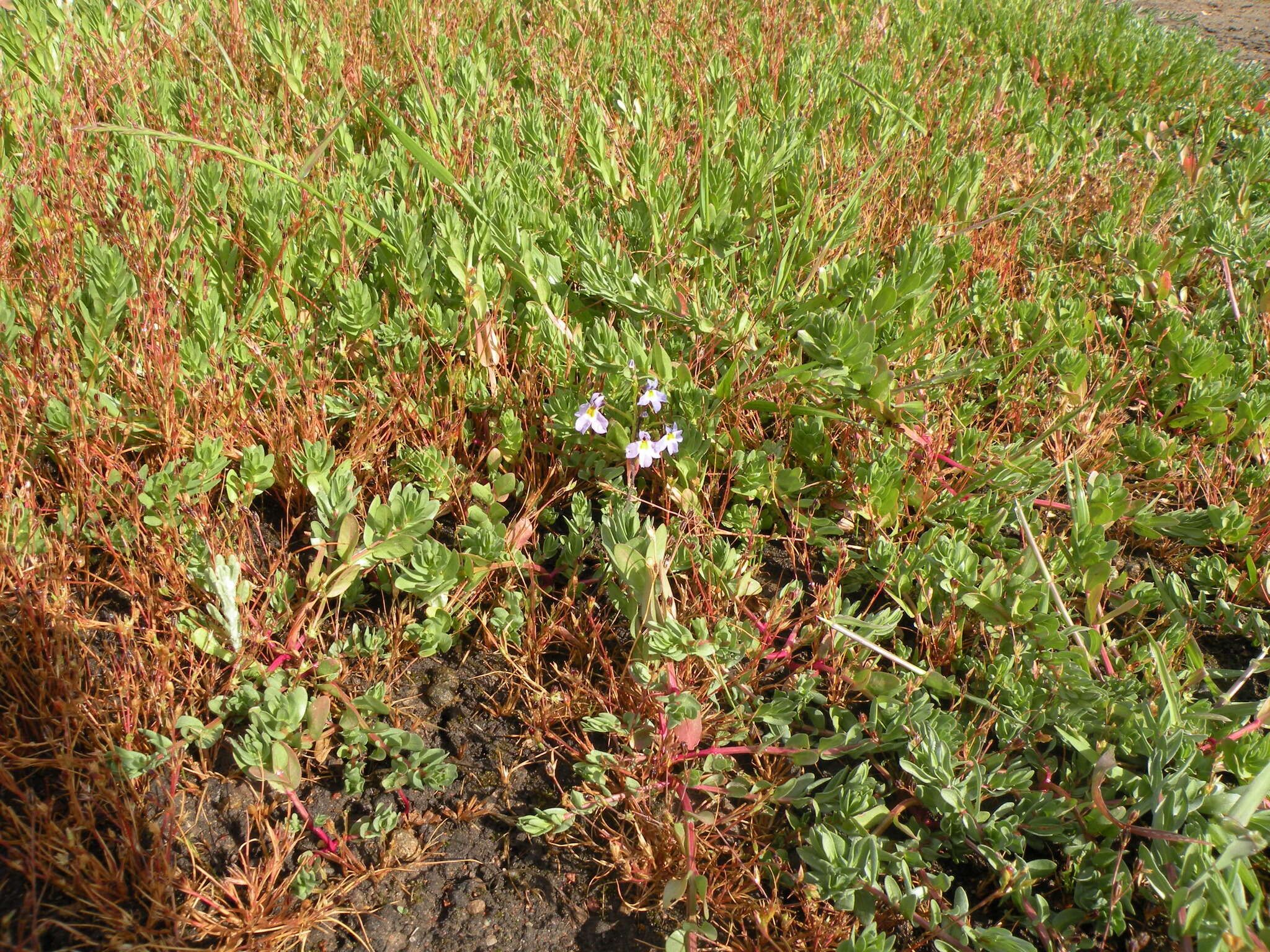 Image of Toothed Calico-Flower