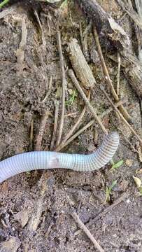 Image of Wagler's Worm Lizard