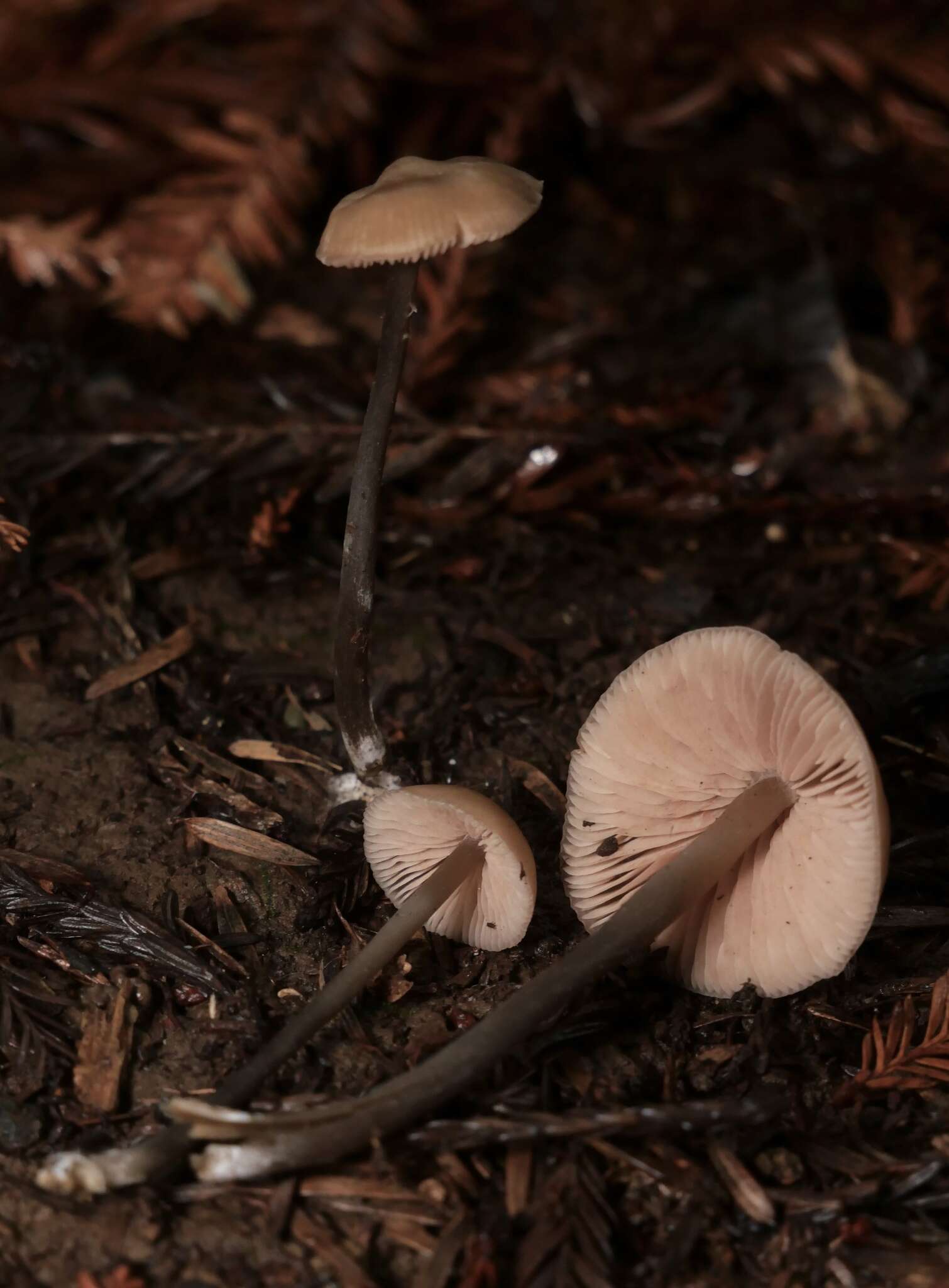 Image of Entoloma bicoloripes (Largent & Thiers) Noordel. & Co-David 2009