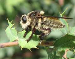 صورة Mallophora fautrix Osten Sacken 1887