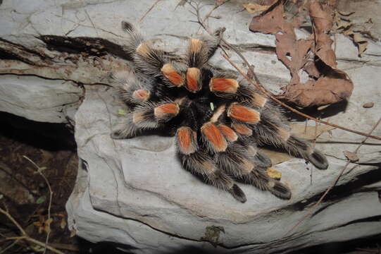 Image de Brachypelma hamorii Tesmoingt, Cleton & Verdez 1997